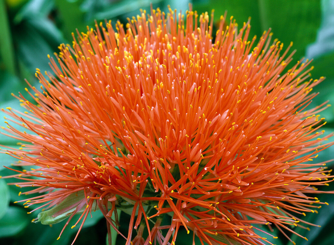 Haemanthus puniceus