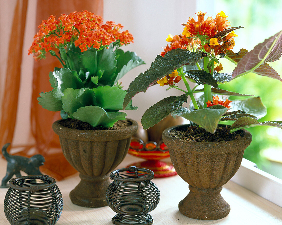 Kalanchoe blossfeldiana (Flaming Cheetah)