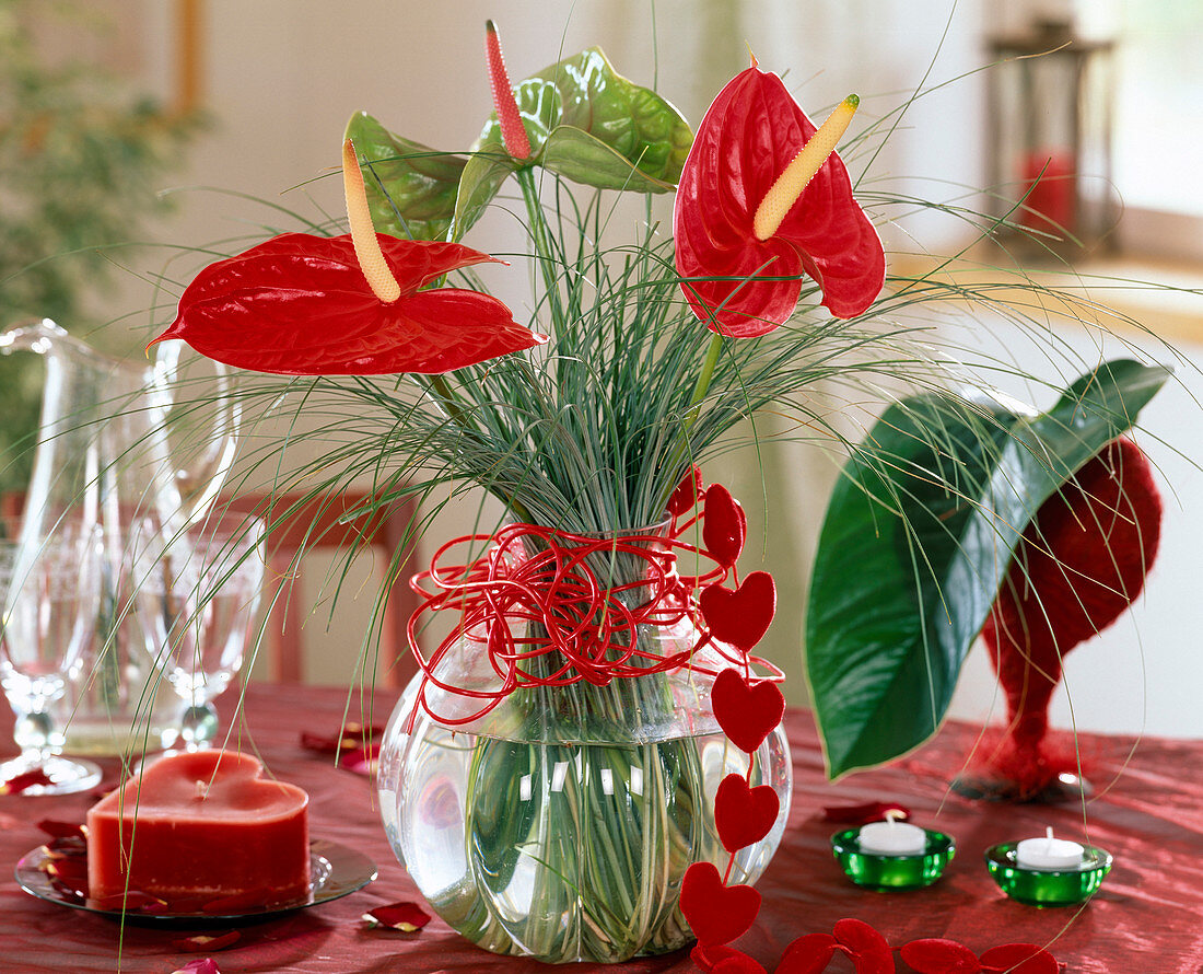 Anthurium andreanum / Große Flamingoblume, Xerophyllum