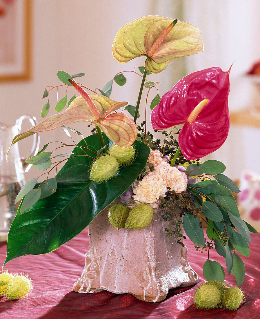 Anthurium andreanum, Eucalyptus