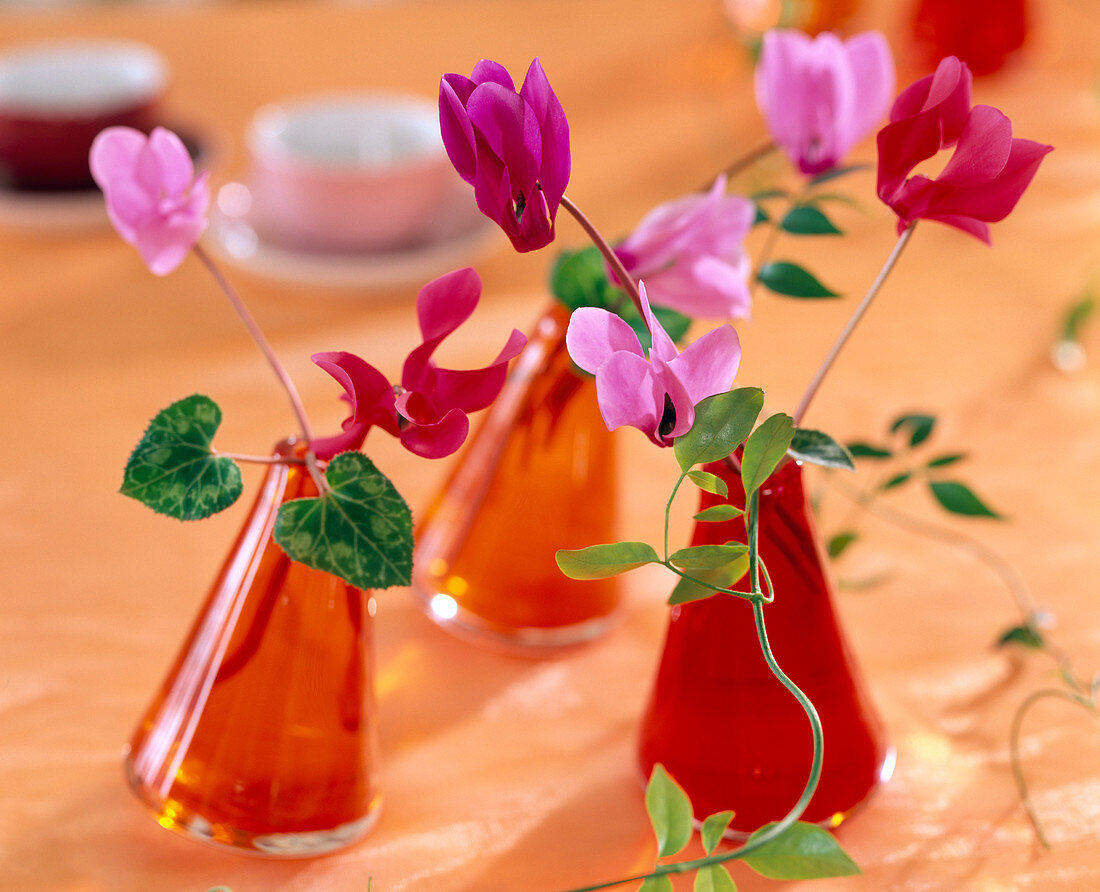 Colourful swing vases with Cyclamen persicum (cyclamen)