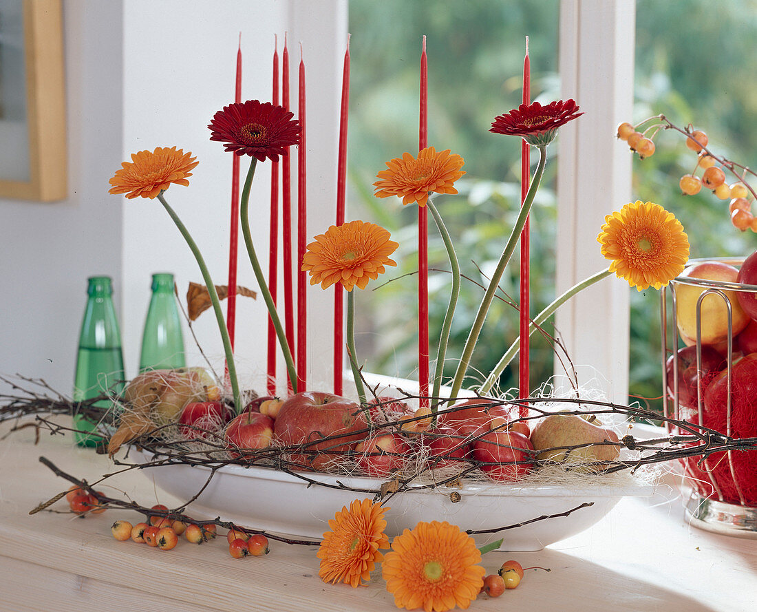 Gerbera 'Red Star' and 'Victory'