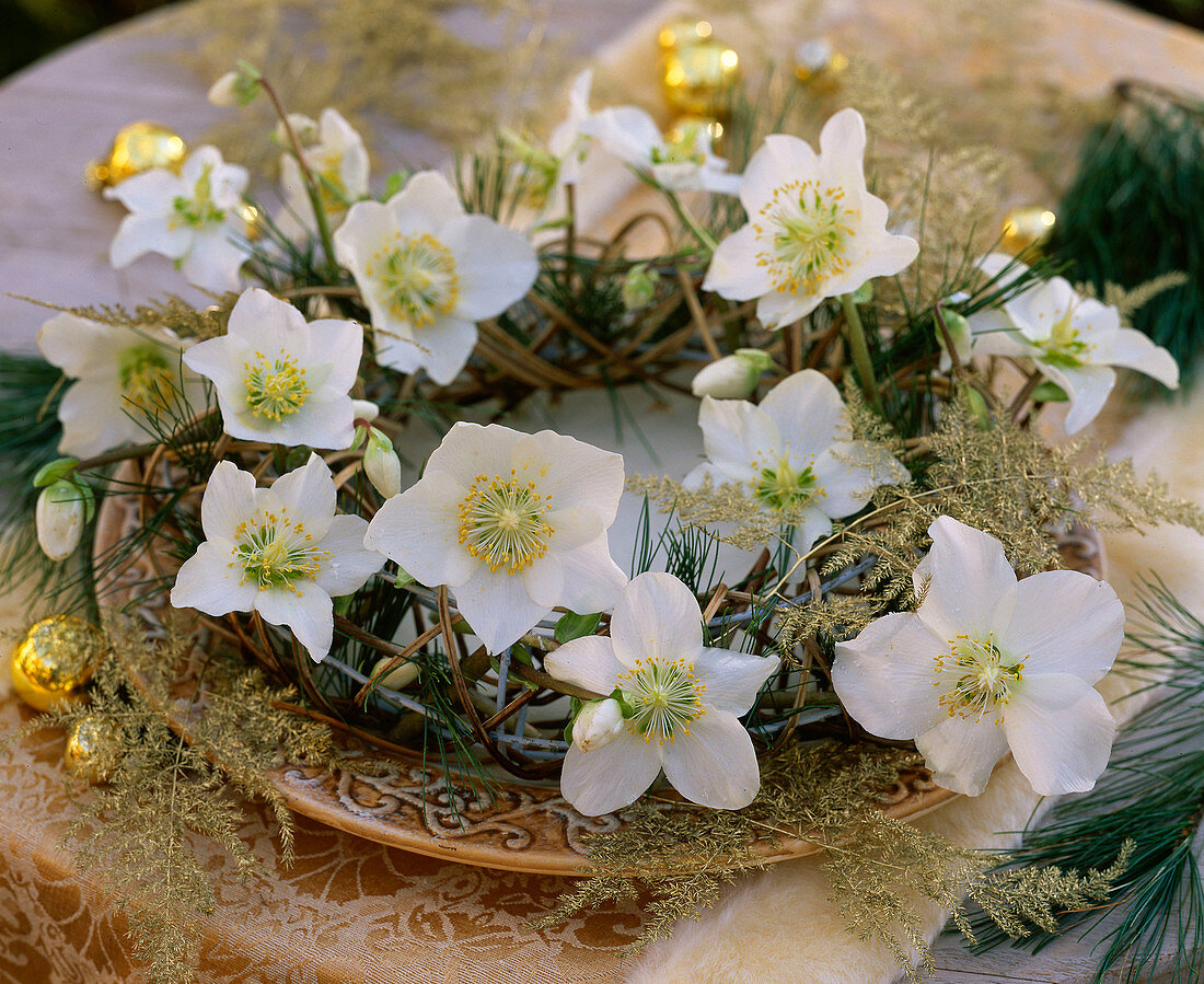 Helleborus niger (Christmas rose), Pinus strobus (silk pine), Asparagus plumosus