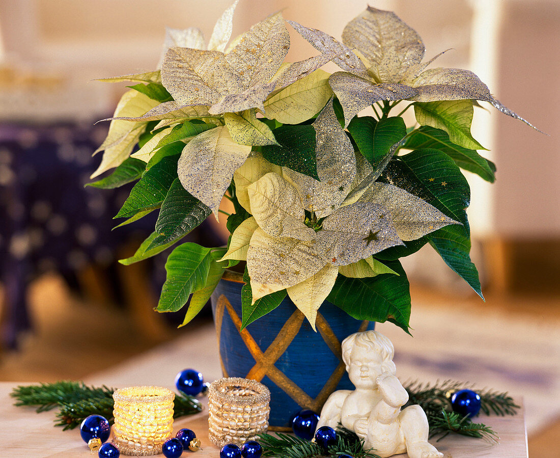 Euphorbia pulcherima 'Cortez White' (Poinsettia)