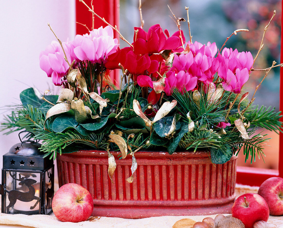 Cyclamen persicum (cyclamen decorated with viscum album) gilded mistletoe