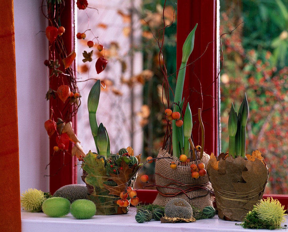 Hippeastrum (Amaryllistöpfe) mit Blättern und Rupfen umwickelt, verziert mit Korkenzieherweide