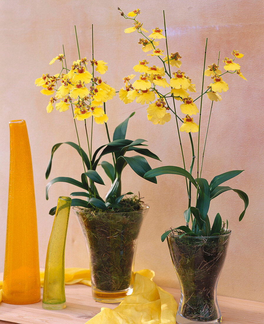 Oncidium flexuosum