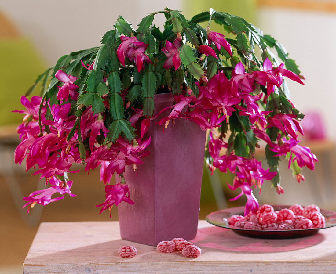 Schlumbergera 'Spectabile Coccineum'