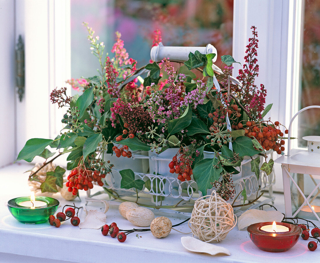 Erica (Heide), Hedera (Efeu), Skimmia, Rosa (Hagebutten)