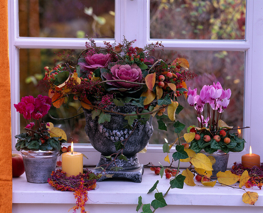 Brassica (ornamental cabbage), Erica (heather), Hedera (ivy), Malus (ornamental apples)