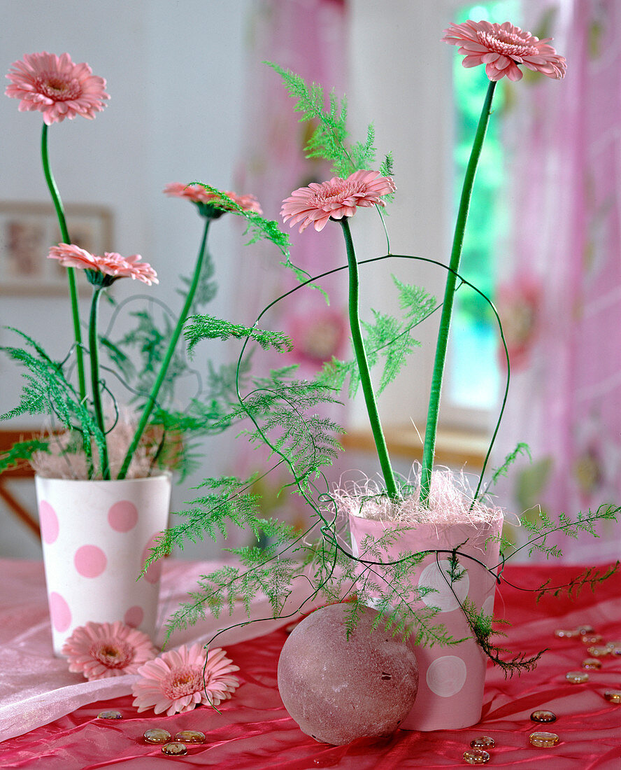 Gerbera, Asparagus (ornamental asparagus)