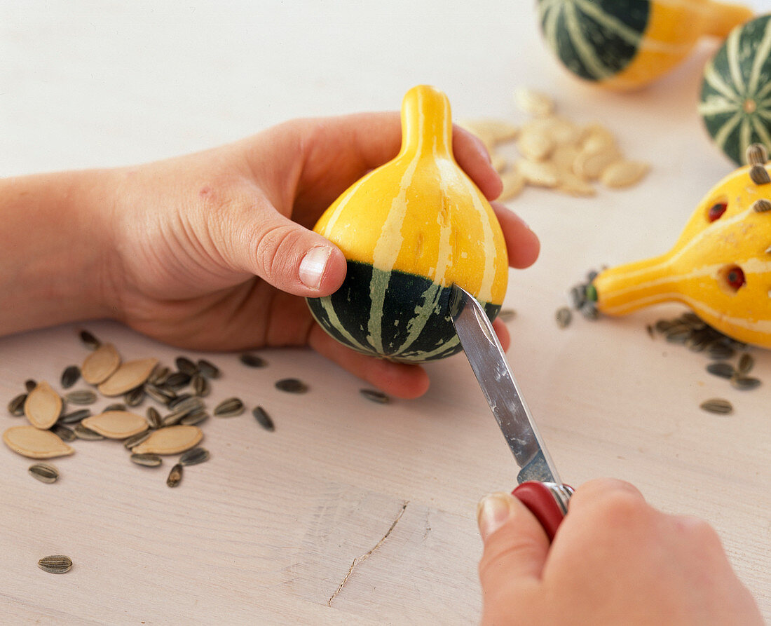 Igel aus Zierkürbis basteln (1/3) - Schlitze schneiden, Cucurbita (Zierkürbis)