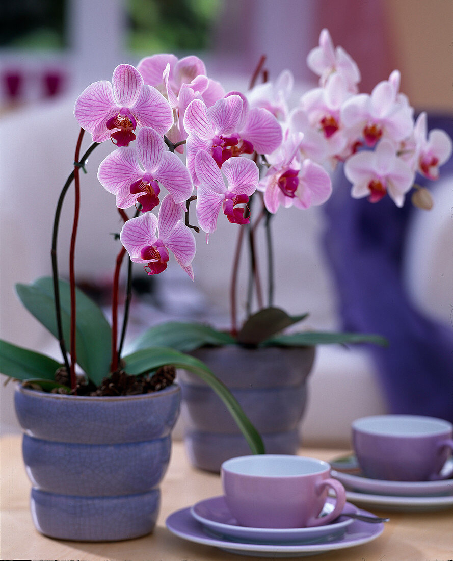 Phalaenopsis (Malayan flower)