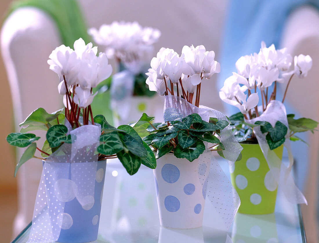 Cyclamen persicum (weiße Alpenveilchen)