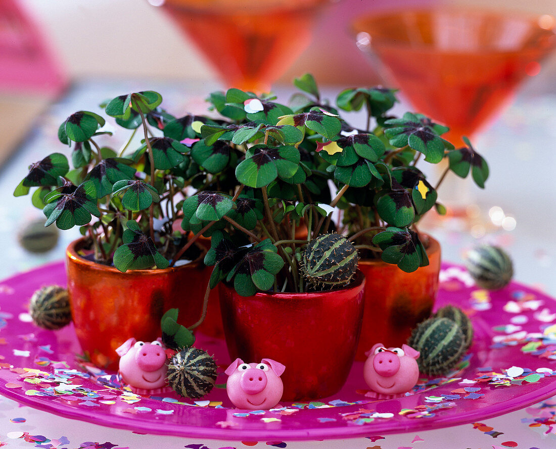 Oxalis deppei 'Iron Cross' (lucky clover) in red-gold pots with cucumis (ornamental cucumbers)