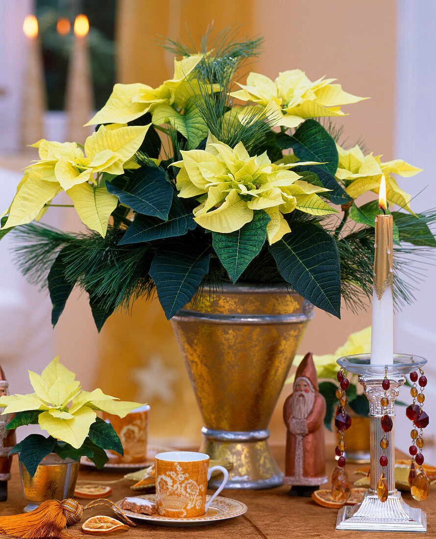 Euphorbia pulcherrima 'Lemon Snow' (Poinsettia), candlesticks and Father Christmas