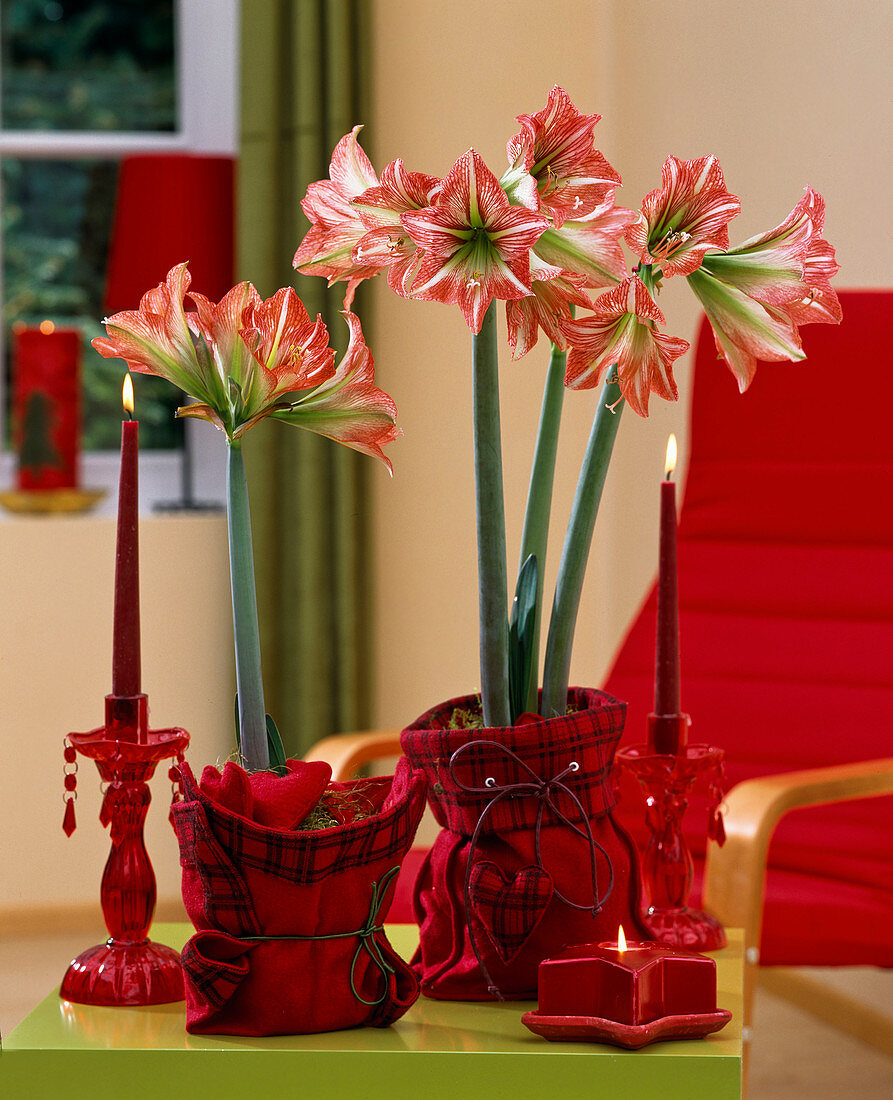 Hippeastrum (amaryllis), red felt bag