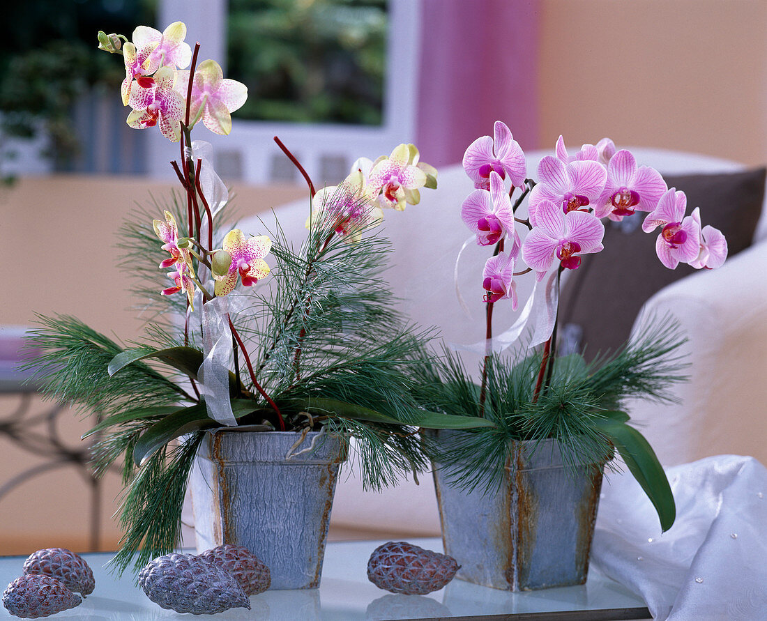 Phalaenopsis (Malayenblume), Pinus strobus (Seidenkiefer), Blechtöpfe, Zapfen