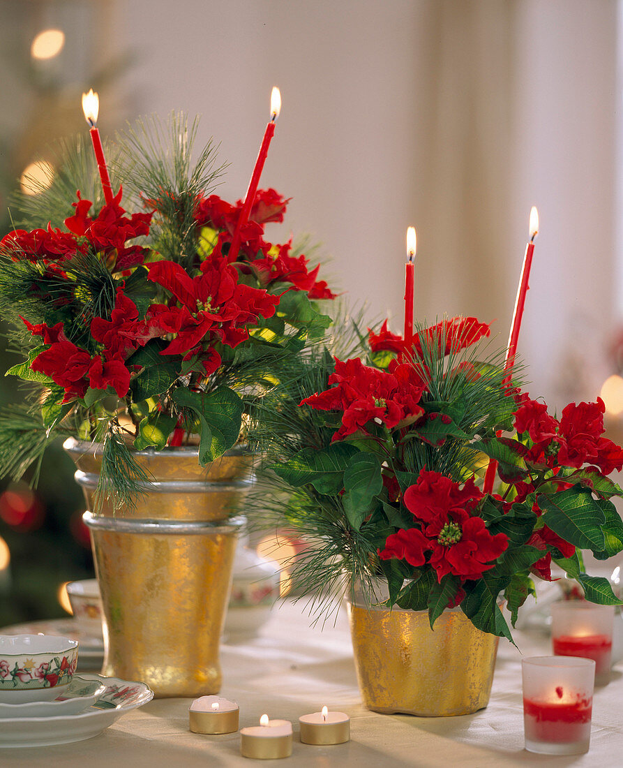 Euphorbia pulcherrima 'Carousel' (Poinsettia)