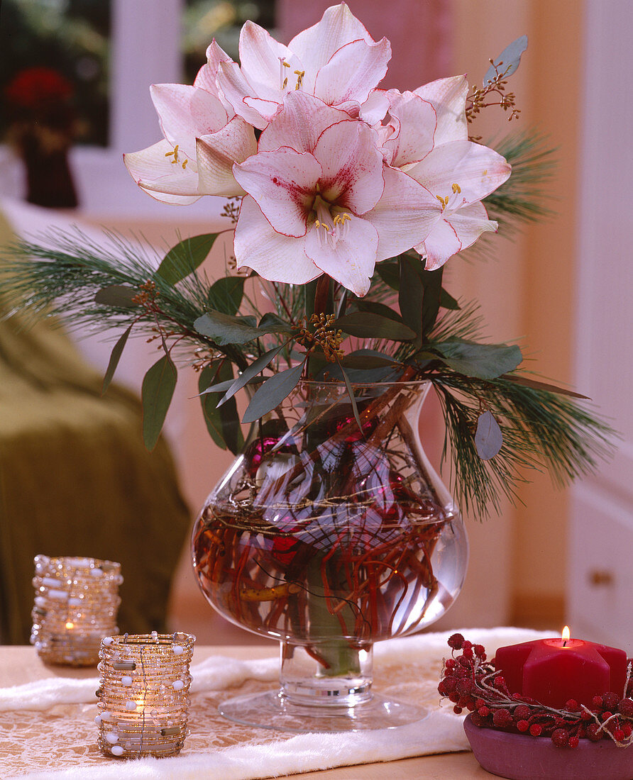 Hippeastrum (Showmaster), amaryllis, Pinus strobus, silk pine, eucalyptus