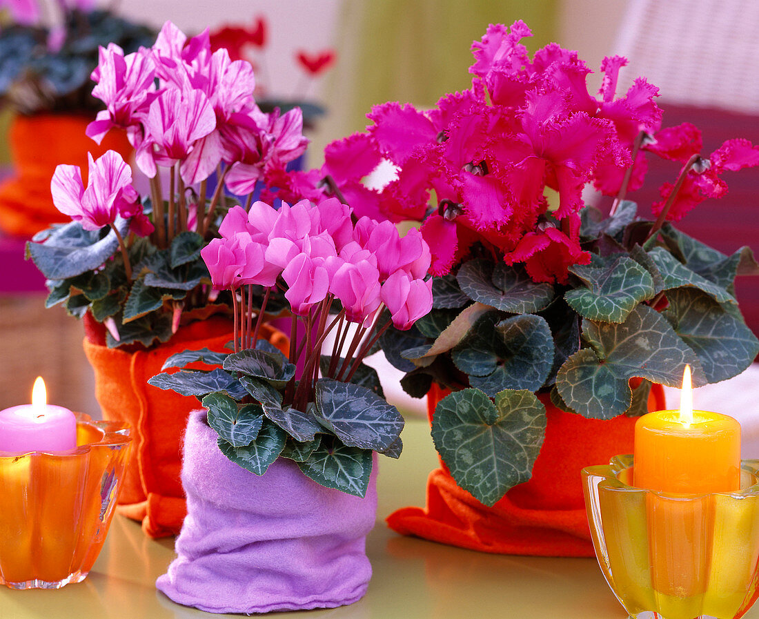 Cyclamen persicum (Alpenveilchen, Filzsäckchen als Über)