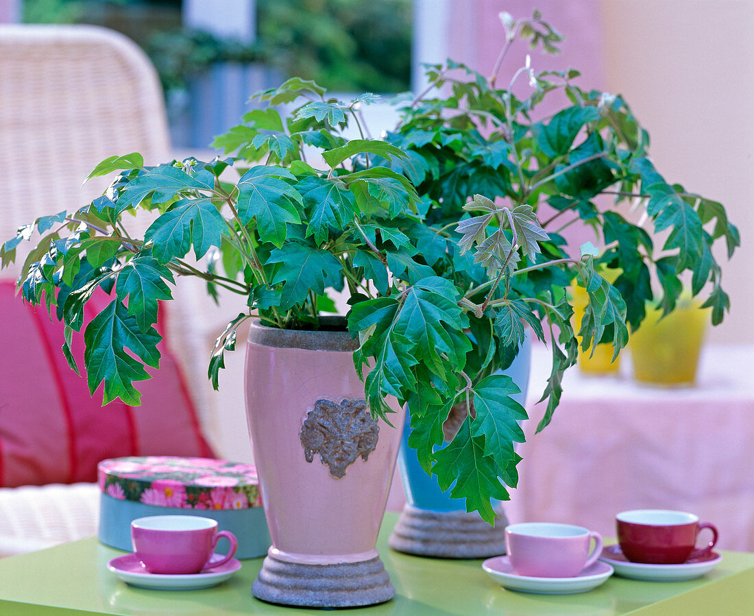 Cissus rhombifolia 'Ellen Danica' (grape ivy)