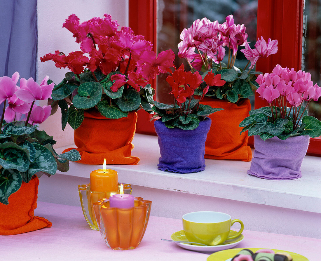 Cyclamen persicum (Alpenveilchen), Filzsäckchen als Überöpfe