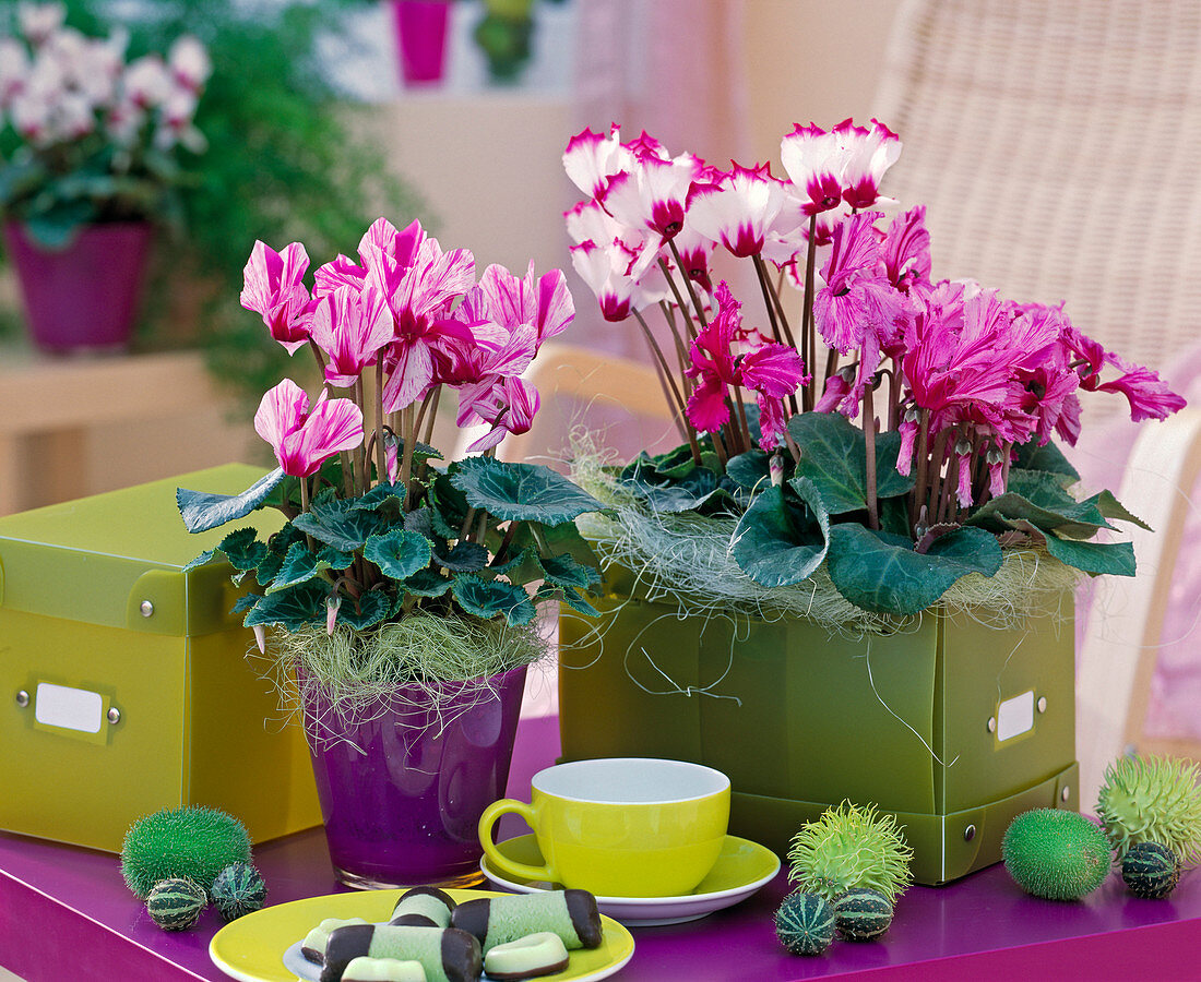 Cyclamen persicum / Alpenveilchen mit Sisal dekoriert, Cucumis