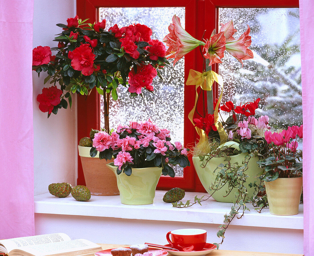 Azalea (indoor azaleas), Hippeastrum (amaryllis)