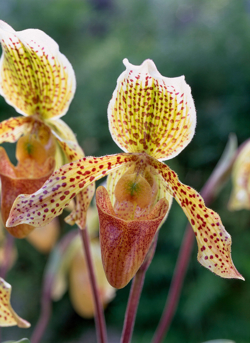 Paphiopedilum (Lady slipper hybrid)