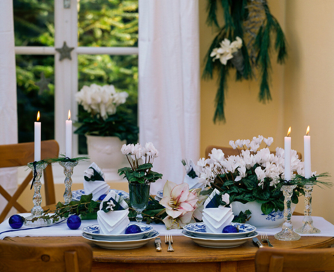 Table in blue (white): Cyclamen persicum (cyclamen)