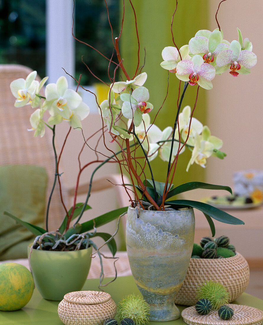 Phalaenopsis (Malayenblume) mit Salix