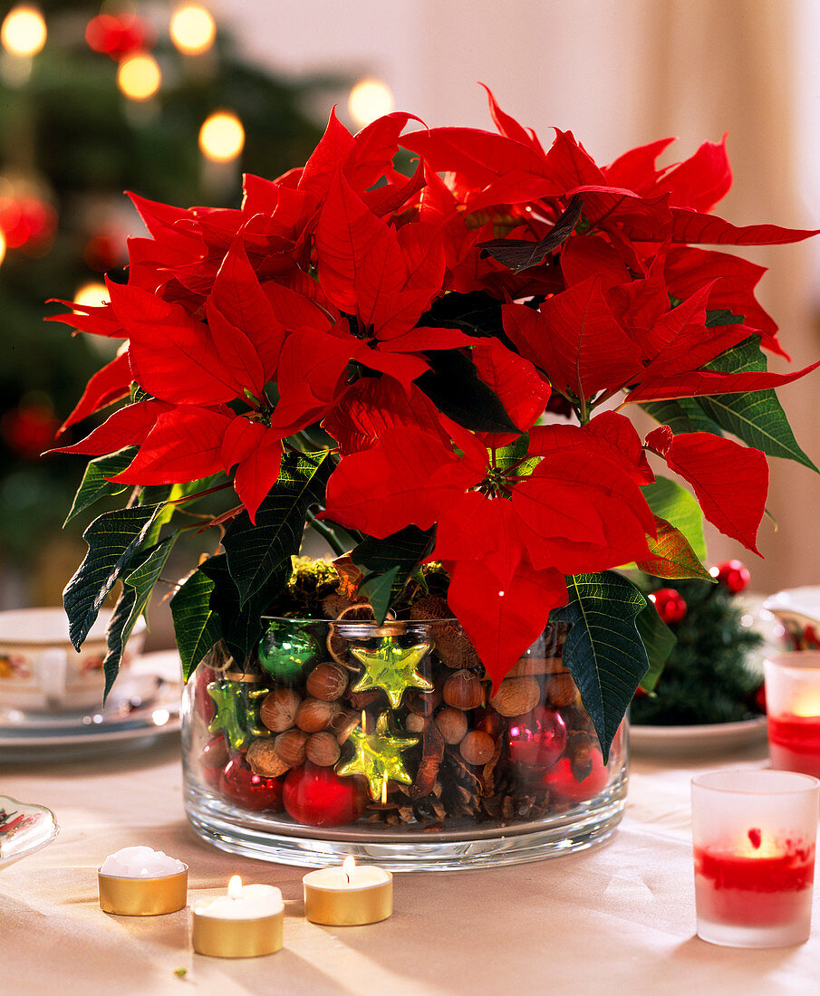 Euphorbia pulcherrima 'Cortez Electric Fire' (Poinsettia), cones, star anise