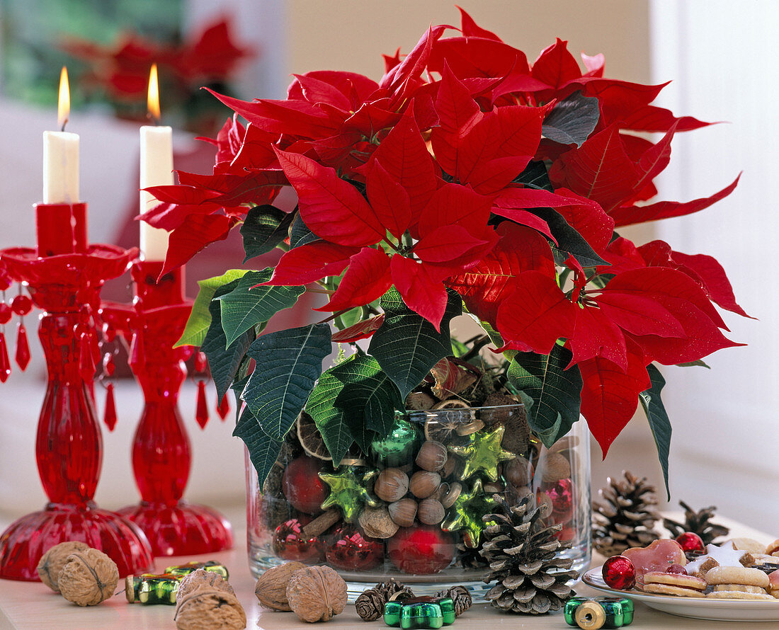 Euphorbia pulcherrima 'Electric Fire' (Poinsettia)