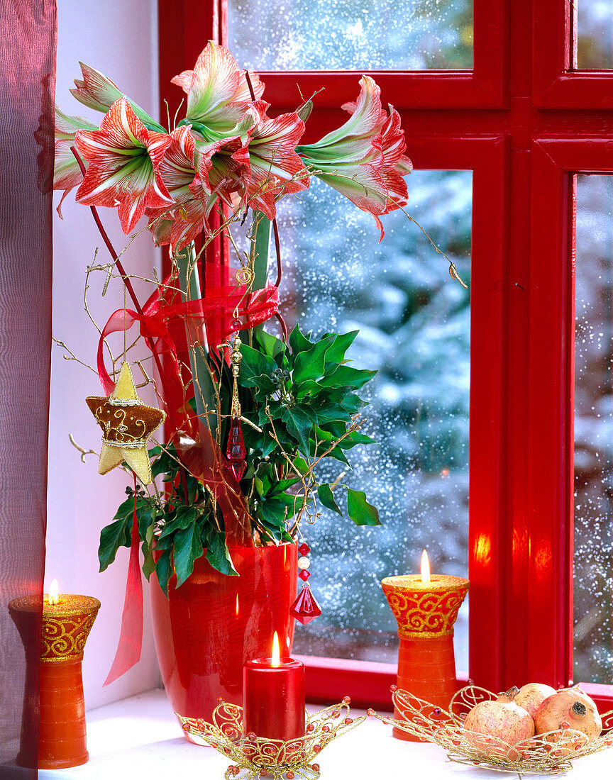 Hippeastrum Amaryllis adventurously decorated by the window