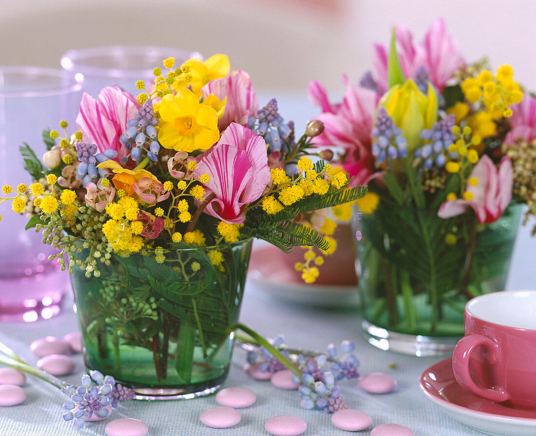 Cyclamen / Alpenveilchen, Acacia / Mimose, Narcissus