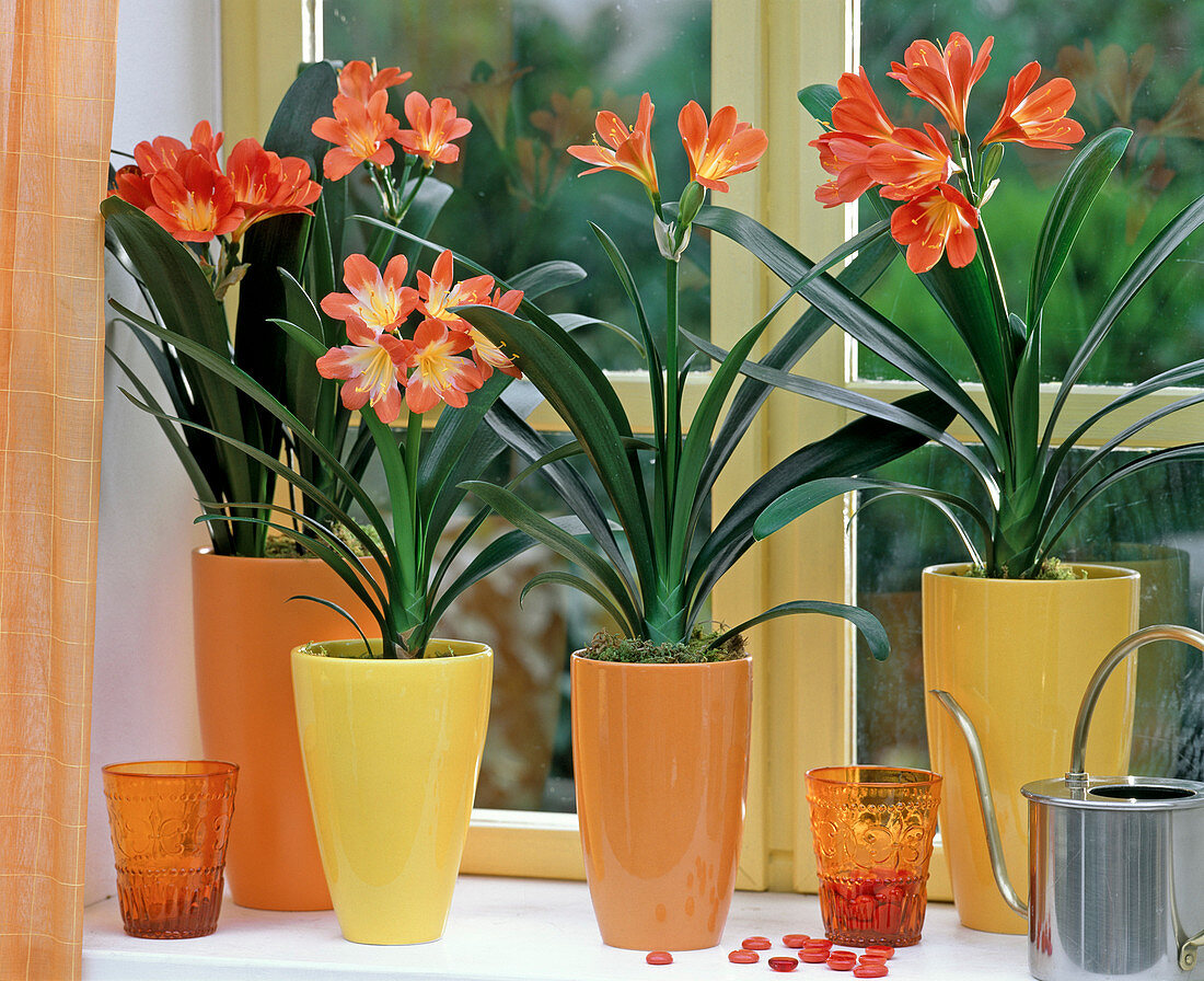 Clivia miniata (Clivia) by the window in tall pots