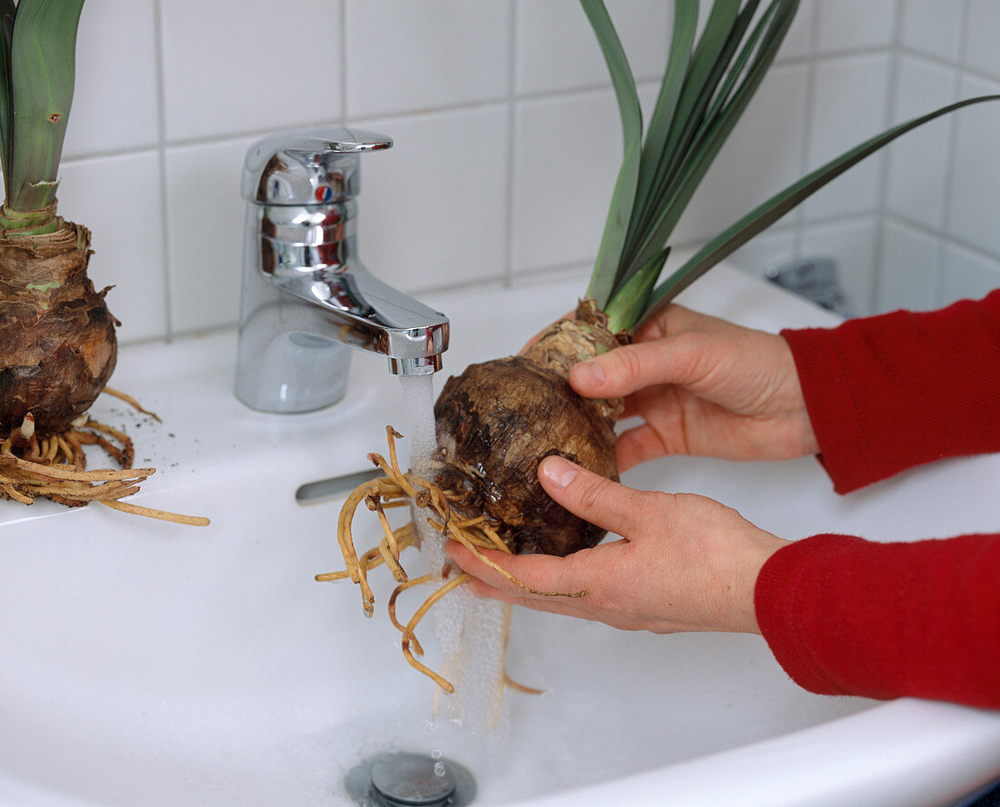 Decoration with amaryllis: Hippeastrum (amaryllis), roots washed out well