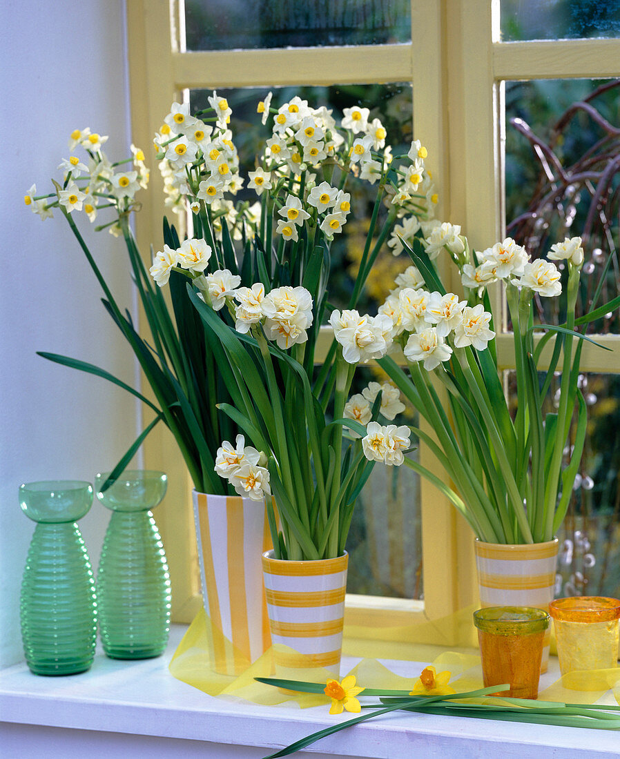 Narcissus 'Ziva' and 'Bridal Crown' (daffodils) at the window