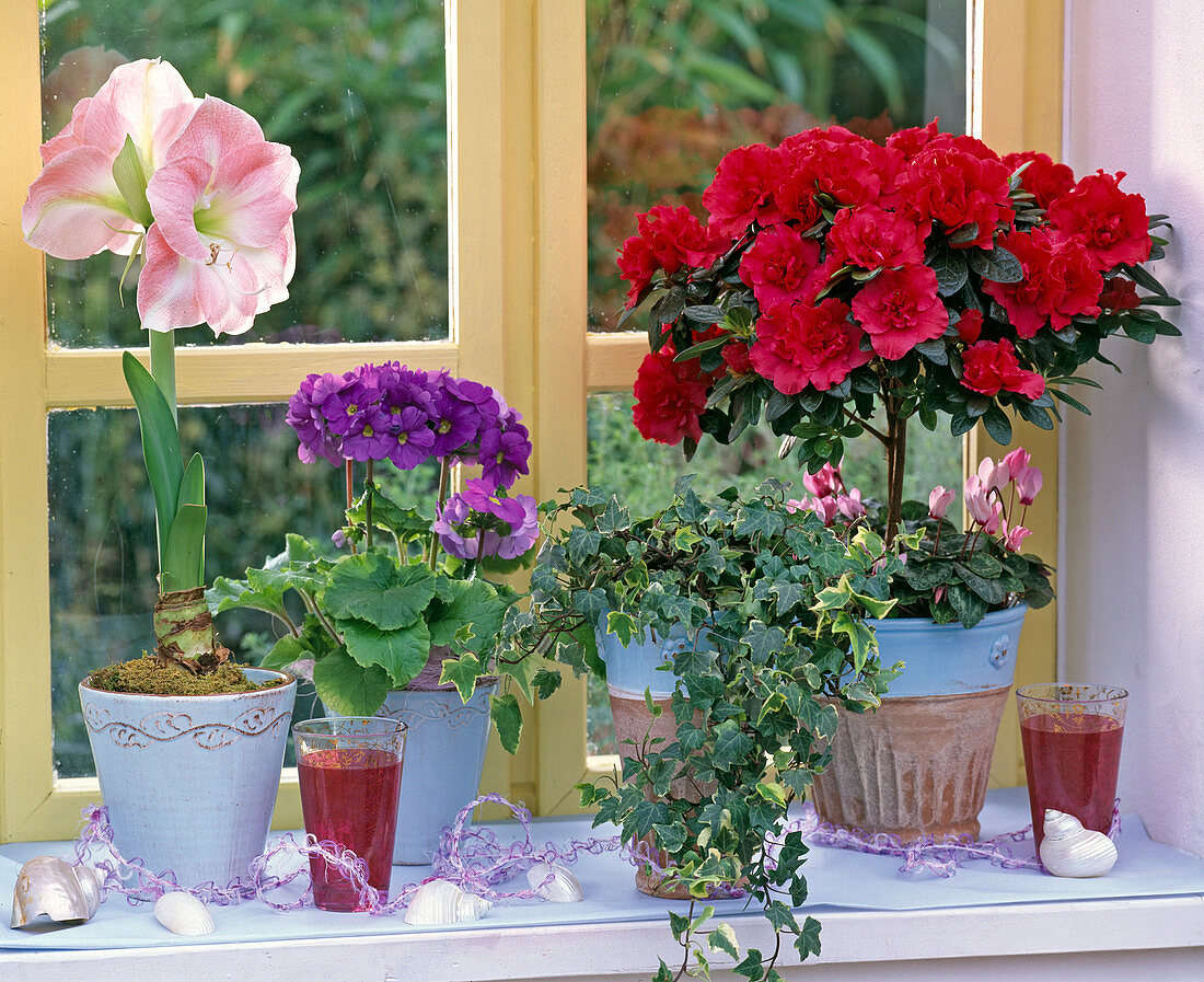 Azalea (indoor azalea), Cyclamen (cyclamen), Hedera (ivy)