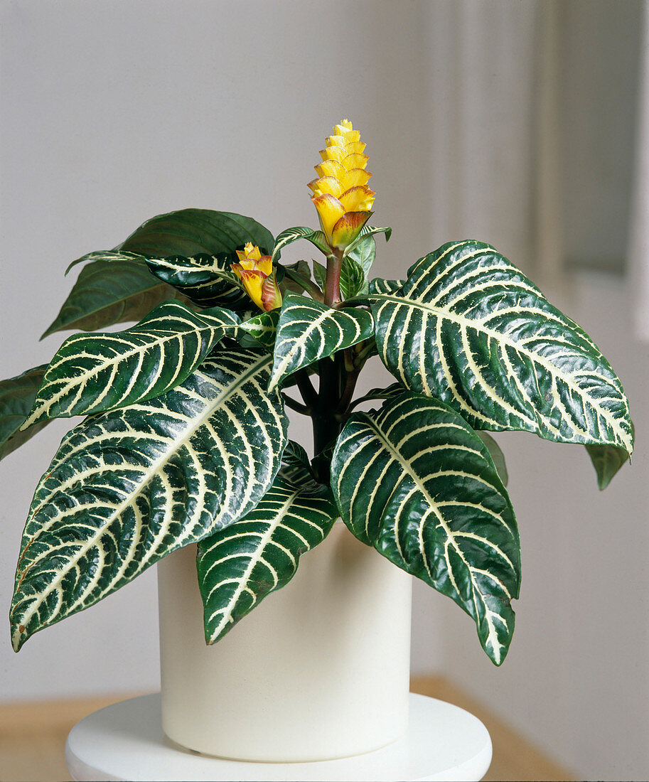 Aphelandra squarrosa