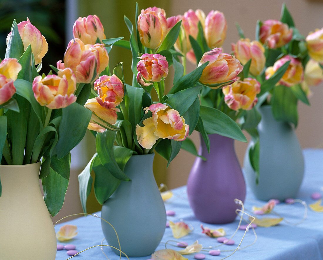 Tulipa 'Parrot' (Tulips) lined up in vases