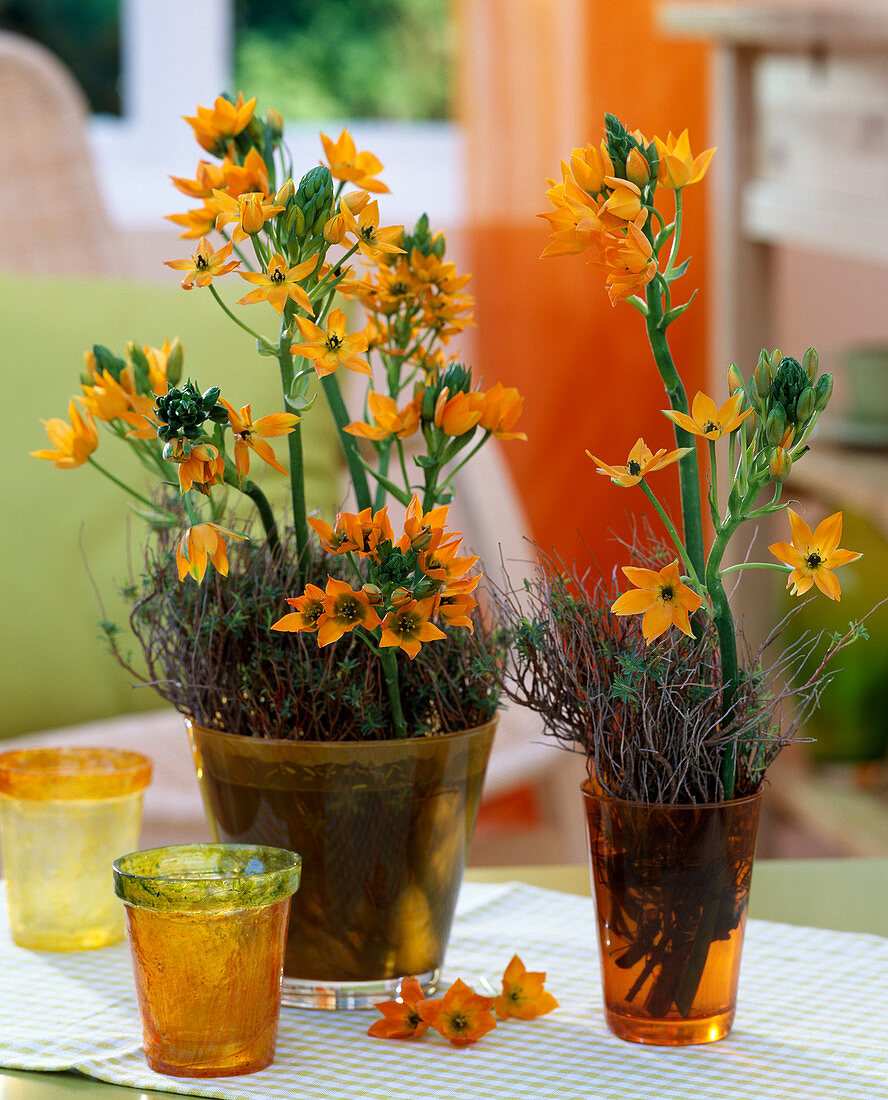 Ornithogalum dubium (Milk star), Euphorbia (Spurge)