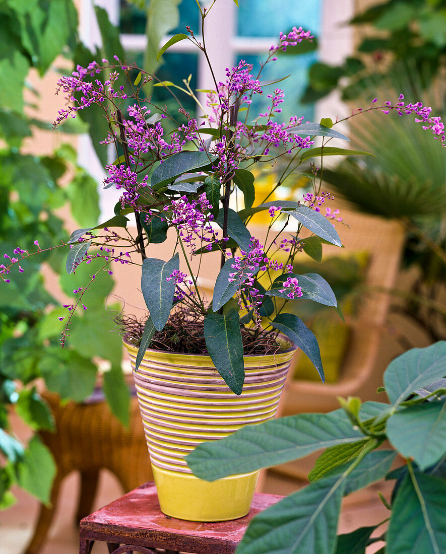 Hardenbergia violacea