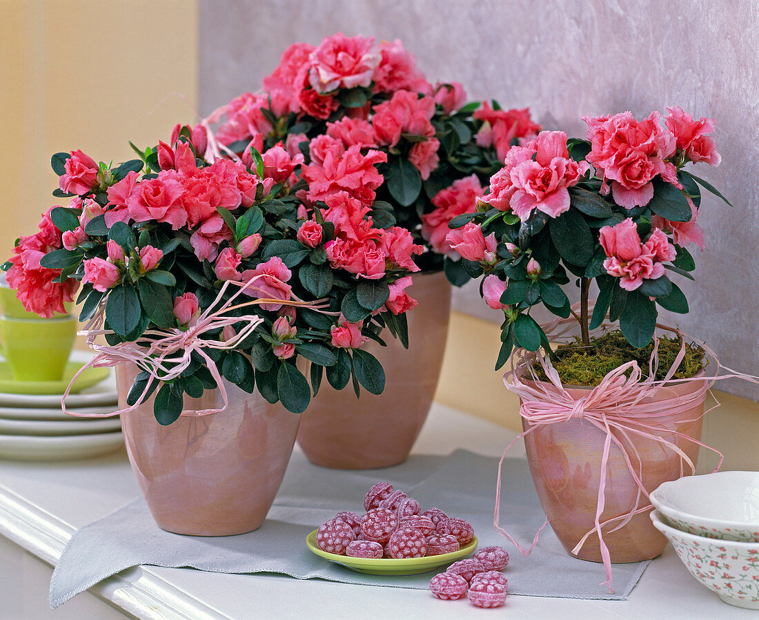 Azalea (Rhododendron simsii) indoor azalea