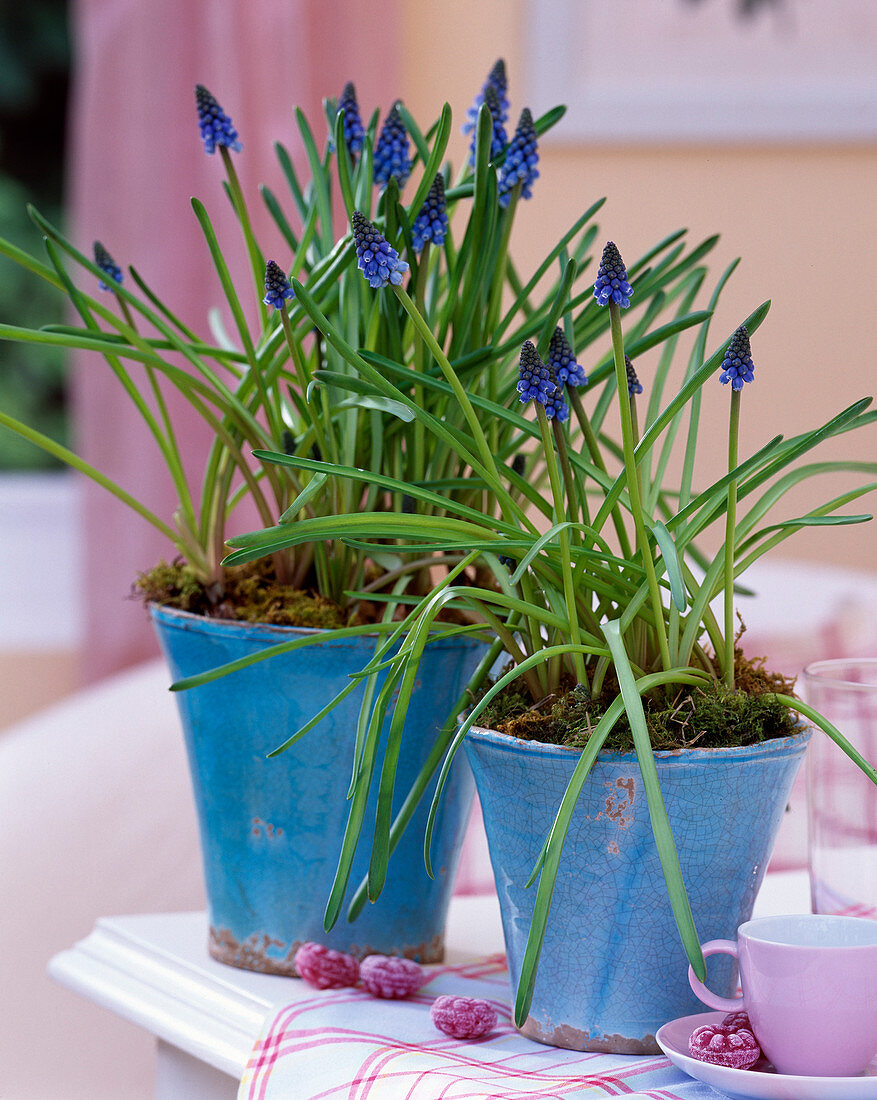 Muscari armeniacum (Grape Hyacinth)