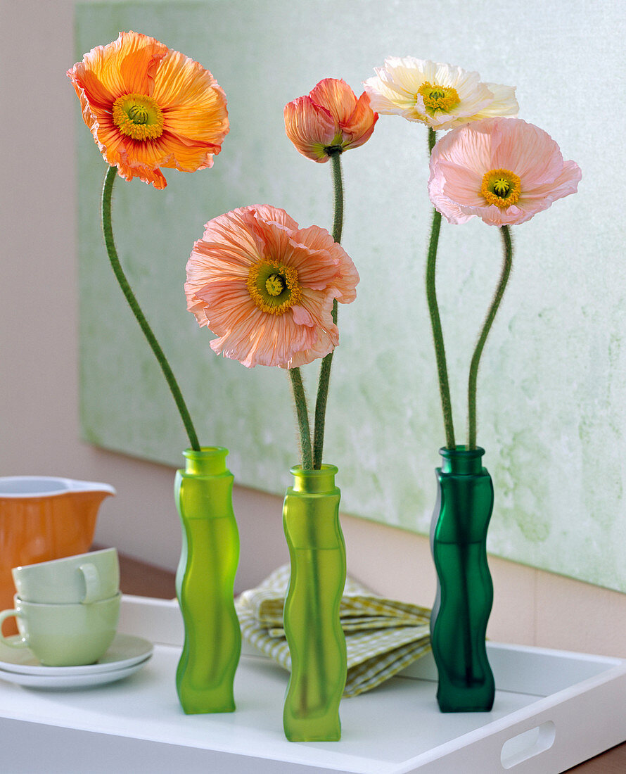 Papaver orientale (Seidenmohn in grünen Wellenflaschen)