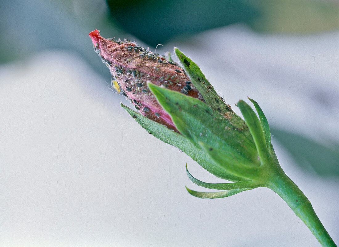 Aphids on a flower bud of Hibiscus sinensis (indoor hibiscus)