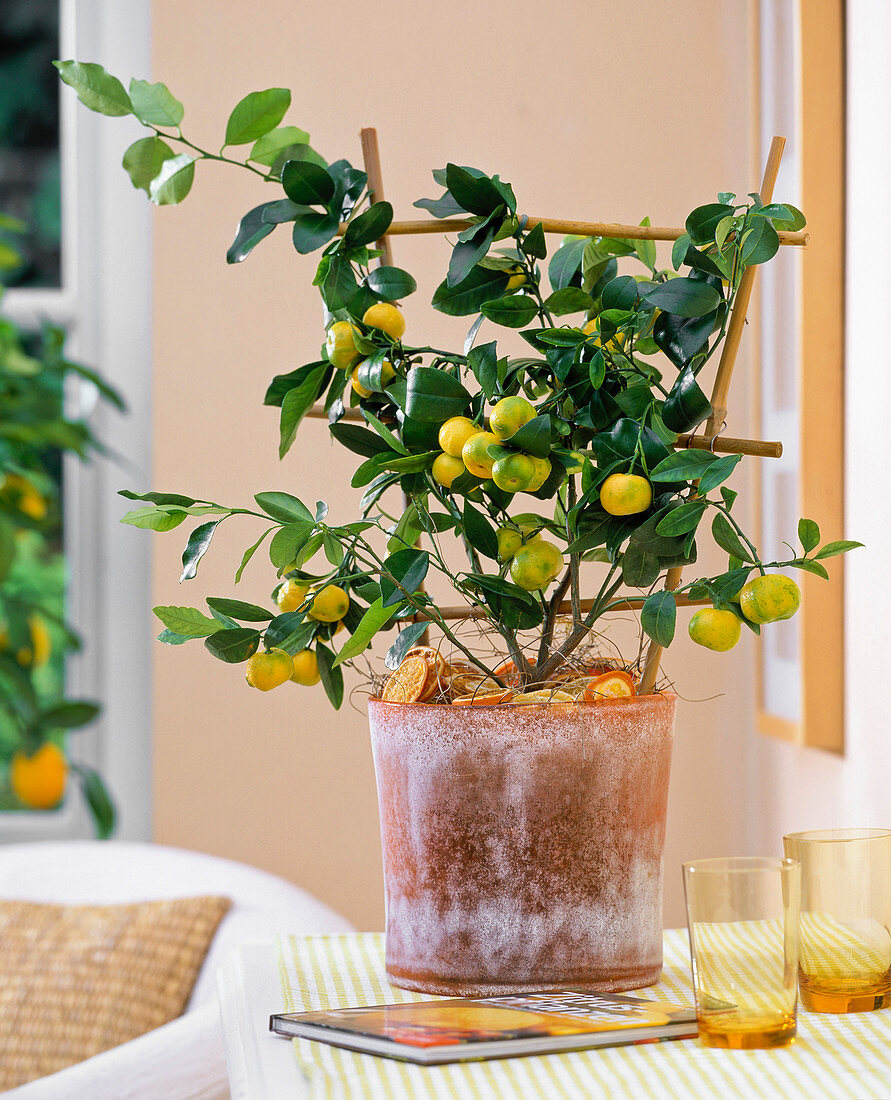 Citrus mitis (bitter orange in glass pot)