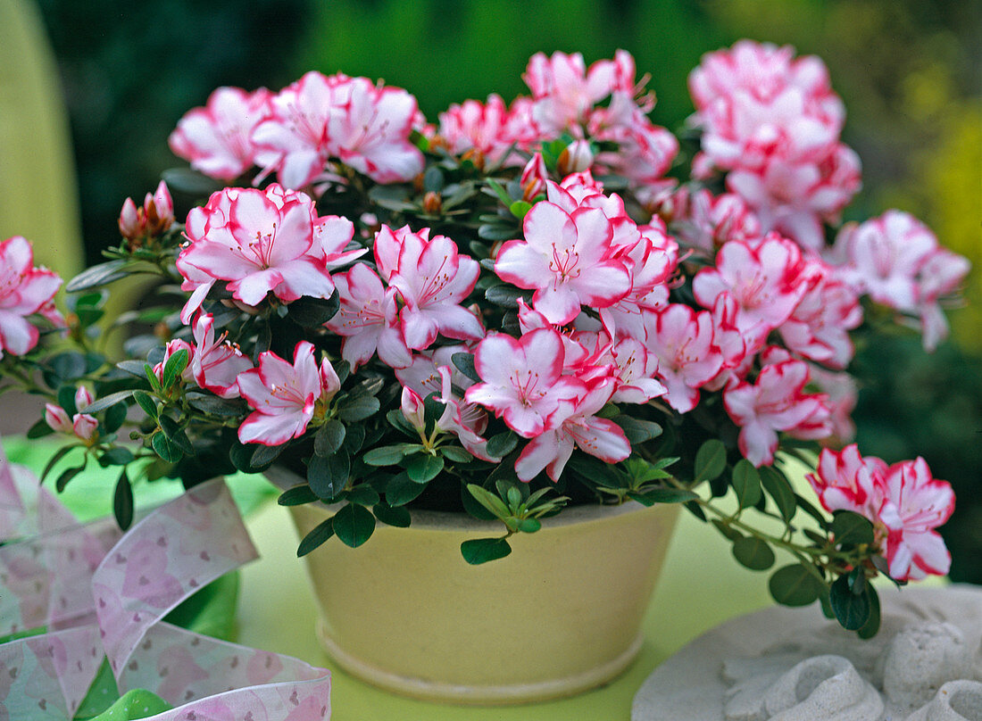 Azalea, Rhododendron simsii (Zimmerazalee)